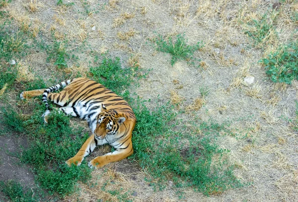 Άγρια Τίγρη Στο Ζωολογικό Κήπο Τίγρης Αναπαύεται Στο Έδαφος — Φωτογραφία Αρχείου