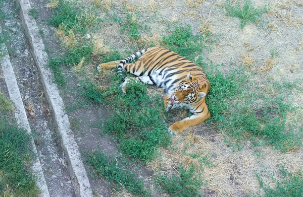 Tigre Sauvage Dans Zoo Tigre Reposant Sur Sol — Photo