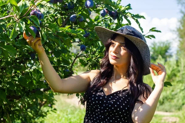 Genç Bir Kadın Ağaçtan Erik Topluyor Bahçede Genç Bir Kadın — Stok fotoğraf