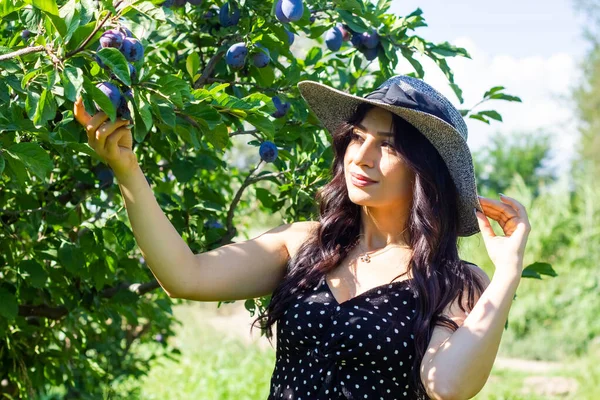 Genç Bir Kadın Ağaçtan Erik Topluyor Bahçede Genç Bir Kadın — Stok fotoğraf