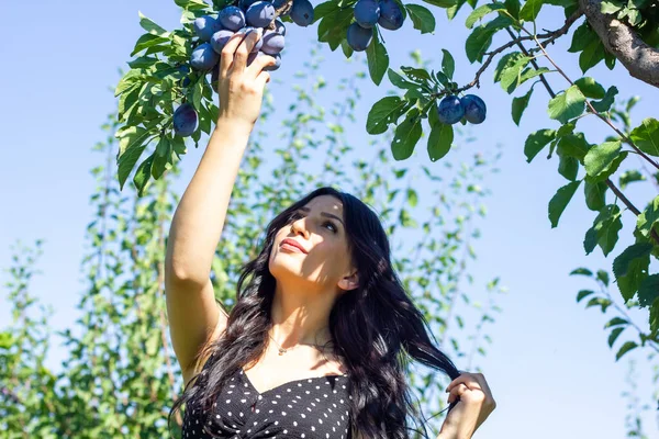 Ung Kvinna Plockar Plommon Från Ett Träd Ung Kvinna Trädgården — Stockfoto