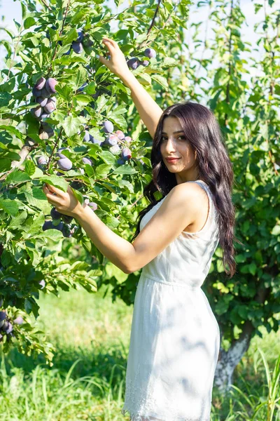 Jovem Está Pegando Ameixas Uma Árvore Jovem Mulher Jardim — Fotografia de Stock