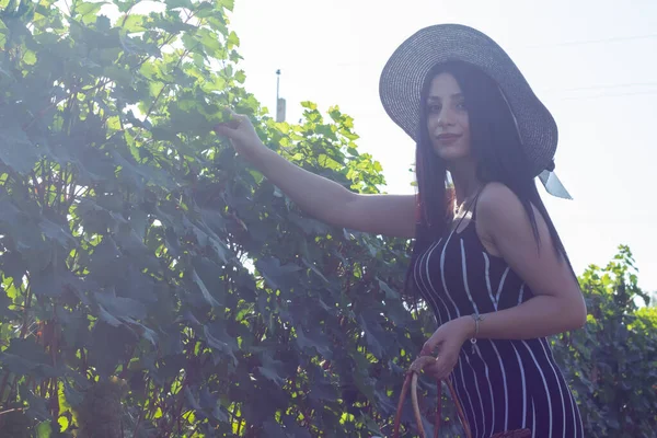 Pretty Young Woman Picking Grapes Vineyard — Stock Photo, Image