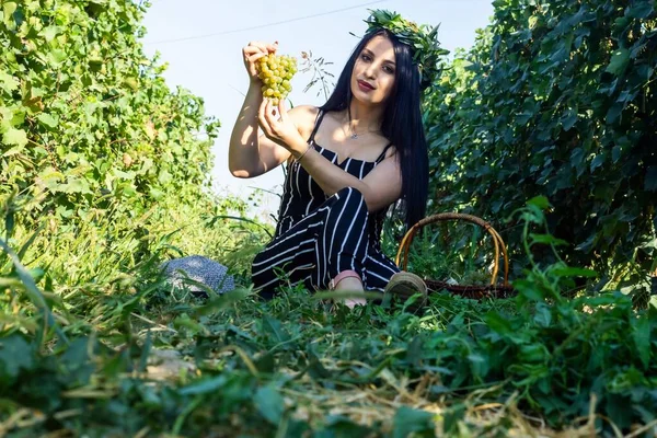 漂亮的年轻女子在葡萄园里采摘葡萄 — 图库照片