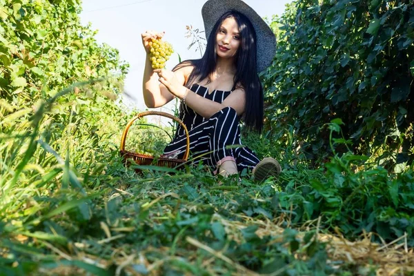 Bonita Jovem Mulher Colhendo Uvas Vinha — Fotografia de Stock