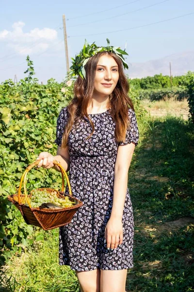 Üzüm Bağından Üzüm Toplayan Güzel Genç Bir Kadın — Stok fotoğraf