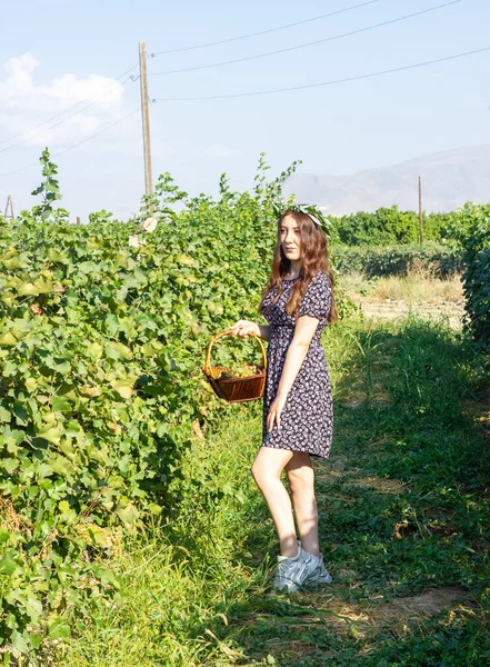 Üzüm Bağından Üzüm Toplayan Güzel Genç Bir Kadın — Stok fotoğraf