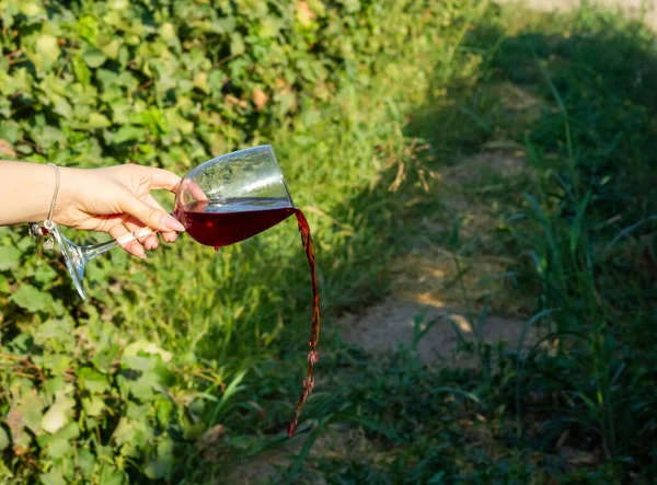 葡萄园里盛着酒杯的一只手 — 图库照片