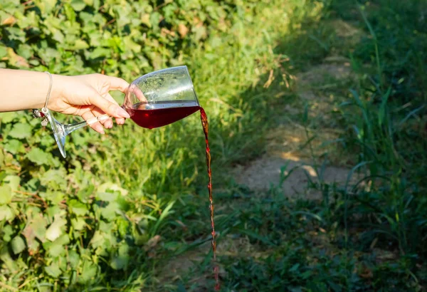 a hand holding glass of wine in vineyard