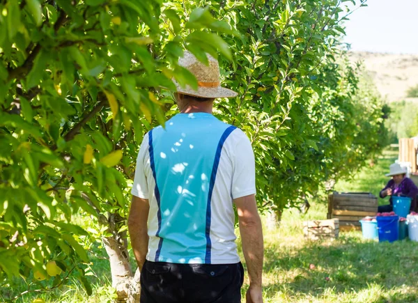 Mladý Muž Jablečném Sadu — Stock fotografie