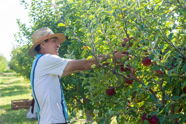 Jonge Man Appelboomgaard — Stockfoto