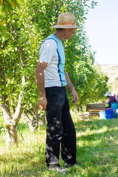 Mladý Muž Jablečném Sadu — Stock fotografie