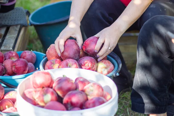 Elma Bahçesindeki Kovada Kırmızı Elmalar — Stok fotoğraf