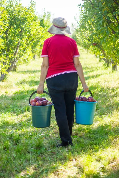 Mladá Žena Kbelíkem Jablek Jablečném Sadě — Stock fotografie