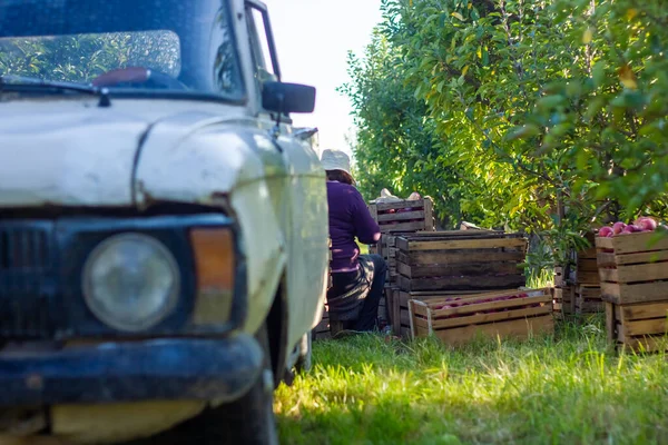 Staré Rezavé Auto Jablečném Sadu — Stock fotografie