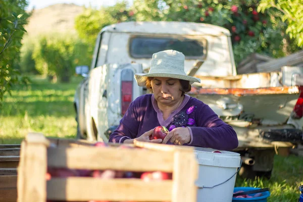 Giovane Donna Nel Frutteto Mele Sta Selezionando Mele — Foto Stock