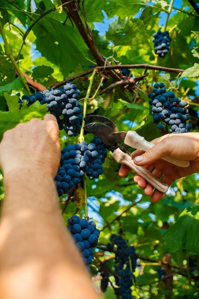 Harvesting in the vineyards. A man\'s hand with a pruner cuts a bunch of black wine grapes from the vine.