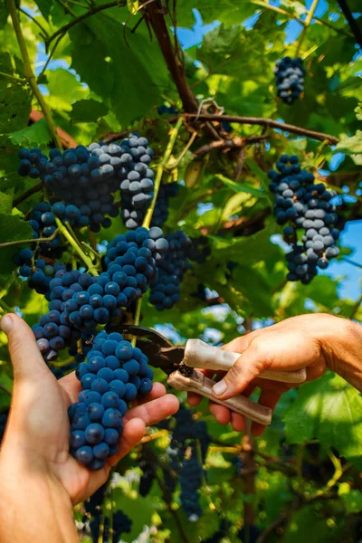 Üzüm Bağları Hasat Elini Bir Budayıcı Ile Siyah Şarap Üzüm — Stok fotoğraf
