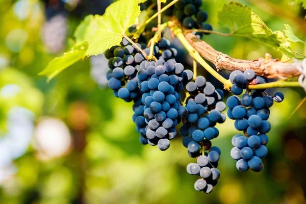 Racimos Uvas Negras Colgando Una Vid Durante Sol Del Día — Foto de Stock