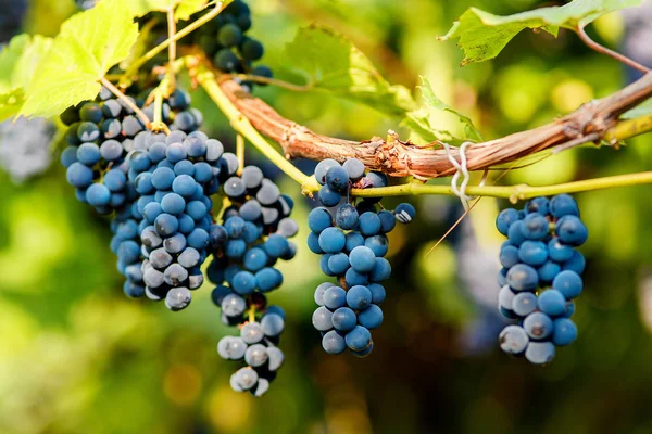 Racimos Uvas Negras Colgando Una Vid Durante Sol Del Día — Foto de Stock