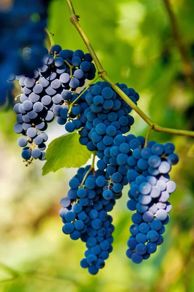 Racimos Uvas Negras Colgando Una Vid Durante Sol Del Día —  Fotos de Stock