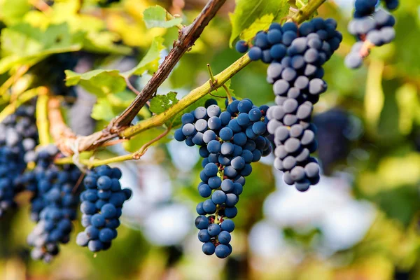 Racimos Uvas Negras Colgando Una Vid Durante Sol Del Día — Foto de Stock