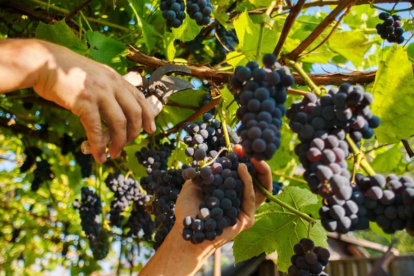 Zbiorów Winnicach Ręka Mężczyzny Obrabiarka Tnie Kilka Czarnych Winogron Wino — Zdjęcie stockowe