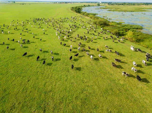 Drohnenbild Aus Der Luft Eine Rinderherde Die Auf Wiesen Flussnähe — Stockfoto
