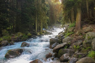 Fırtınalı dağ nehir arasında yoğun orman.