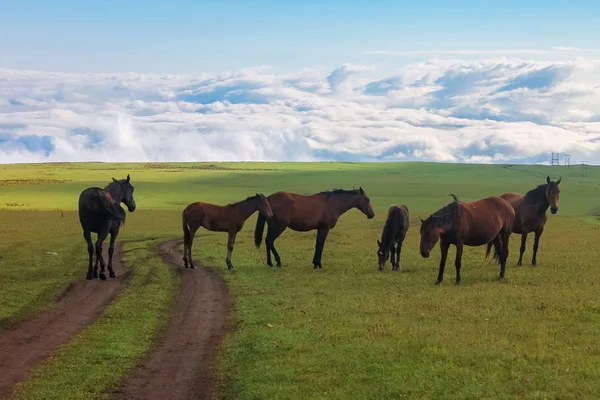 Troupeau Chevaux Broutant Dans Les Prairies Alpines Caucase Nord — Photo