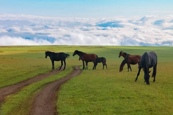 Herd Horses Grazing Alpine Meadows North Caucasus — Stock Photo, Image