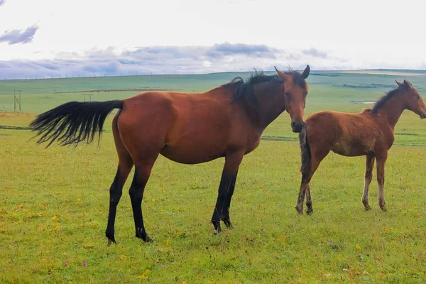 Rotes Pferd Mit Einem Fohlen Das Auf Den Almen Des — Stockfoto