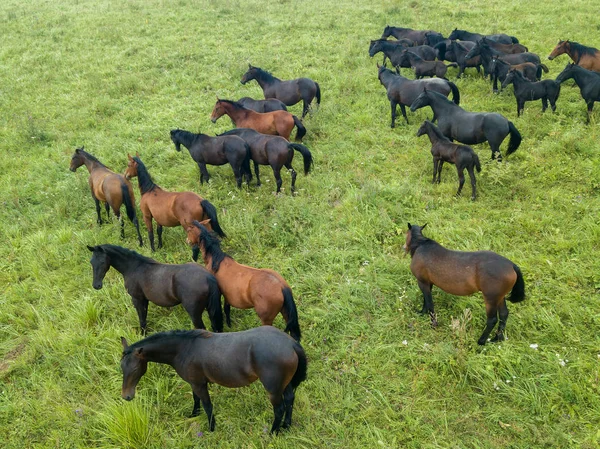 Aerial View Drone Herd Horses Grazing Alpine Meadows North Caucasus — Stock Photo, Image