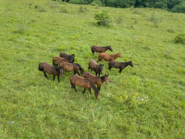 Aerial View Drone Herd Horses Grazing Alpine Meadows North Caucasus — Stock Photo, Image