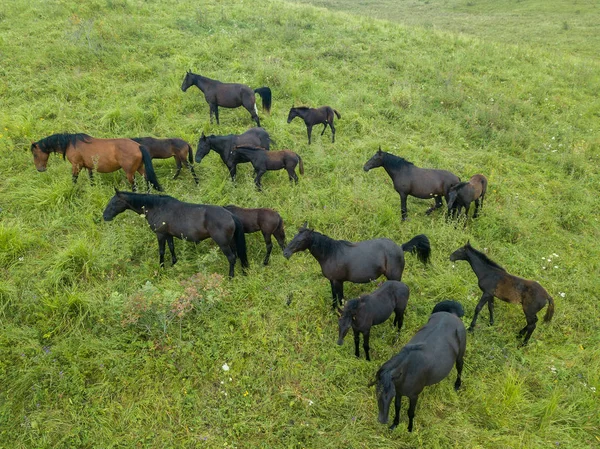 Aerial View Drone Herd Horses Grazing Alpine Meadows North Caucasus — Stock Photo, Image