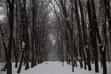 Şehirde kar yağışı. Karla kaplı ağaçlar City Park.