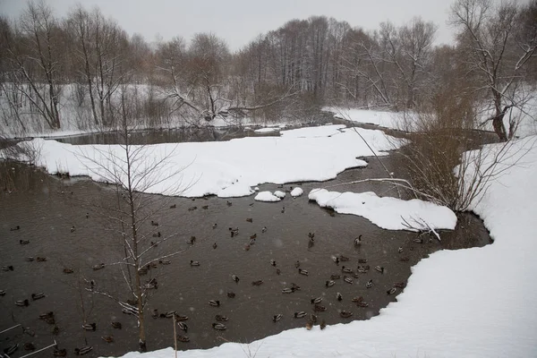 Chute Neige Dans Ville Étang Enneigé Avec Canards Dans Parc — Photo