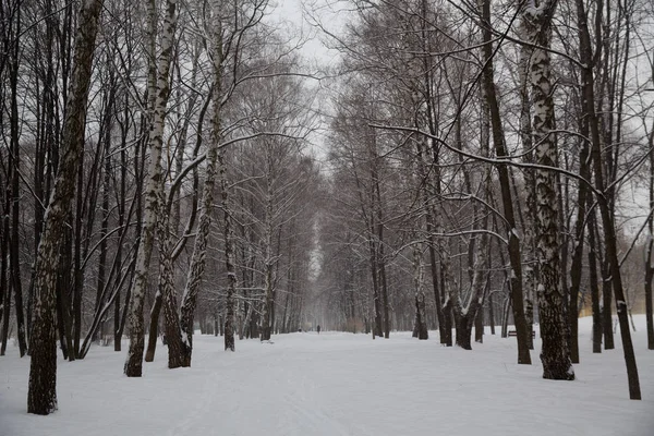 Снегопад Городе Заснеженные Деревья Городском Парке — стоковое фото