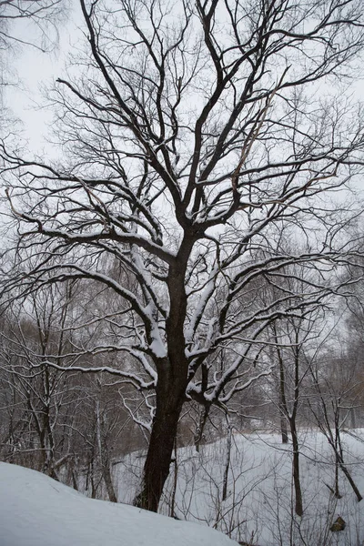 Снегопад Городе Заснеженные Деревья Городском Парке — стоковое фото