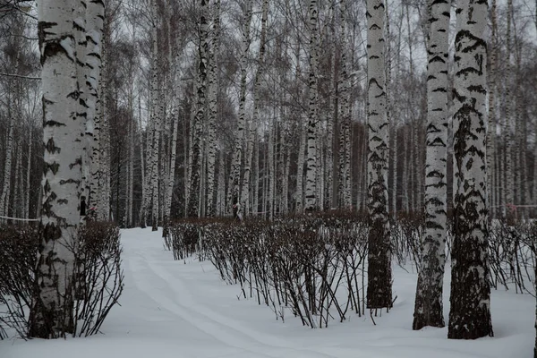 Uma Queda Neve Cidade Árvores Cobertas Neve Parque Cidade — Fotografia de Stock
