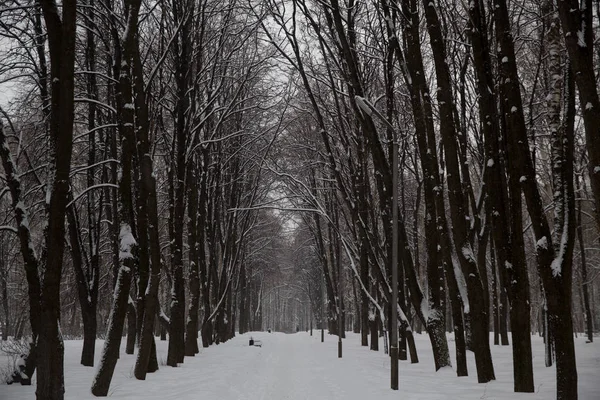 Снегопад Городе Заснеженные Деревья Городском Парке — стоковое фото