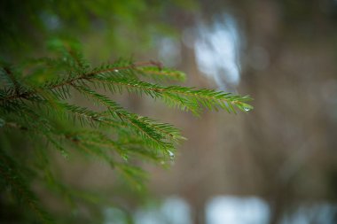 Yeşil çam dalı çiğ damlaları ile.
