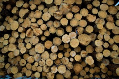 Stok günlüklerinin kış orman içinde. Endüstriyel ormansızlaşma.