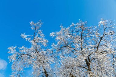City Park frost ağaçlarda. Kasaba kışın.