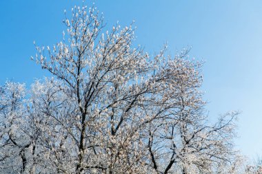 City Park frost ağaçlarda. Kasaba kışın.