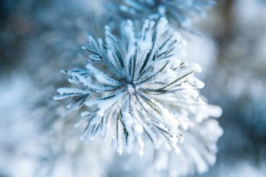 Çam dalı Frost. Kış Noel orman.