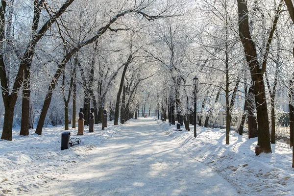 Деревья Морозе Городском Парке Зима Городе — стоковое фото