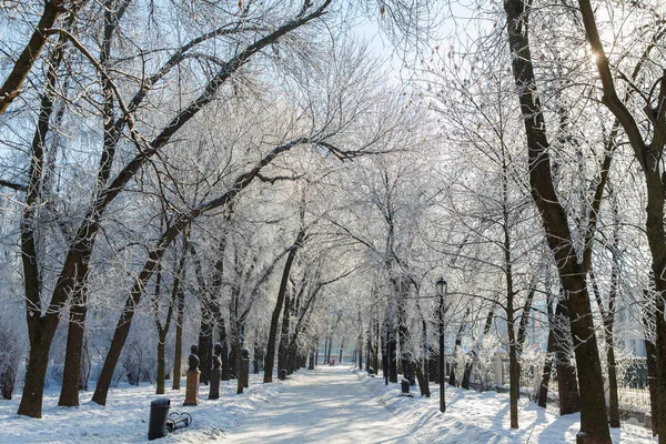 Деревья Морозе Городском Парке Зима Городе — стоковое фото
