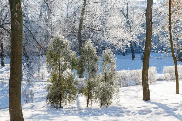Деревья Морозе Городском Парке Зима Городе — стоковое фото