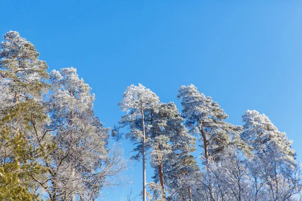 Árvores Cobertas Neve Geada Floresta Inverno País — Fotografia de Stock